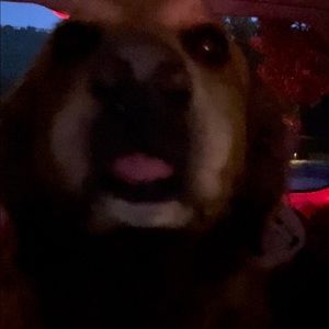 Meet your Posher, Catalina